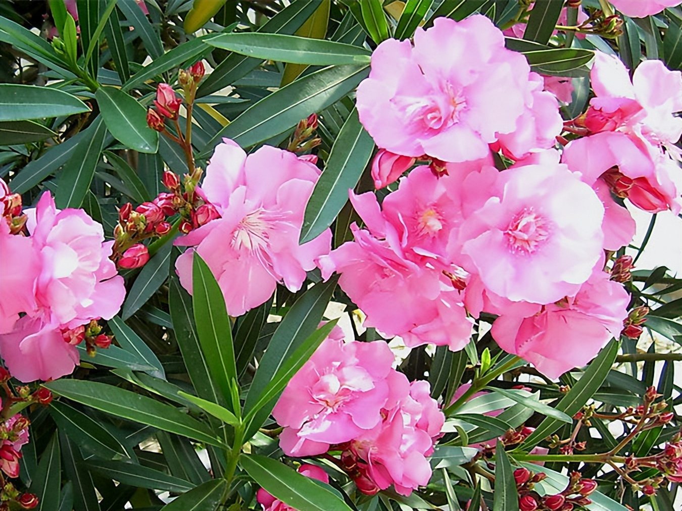 蛇蝎芙蓉花,皖南蛇蝎花