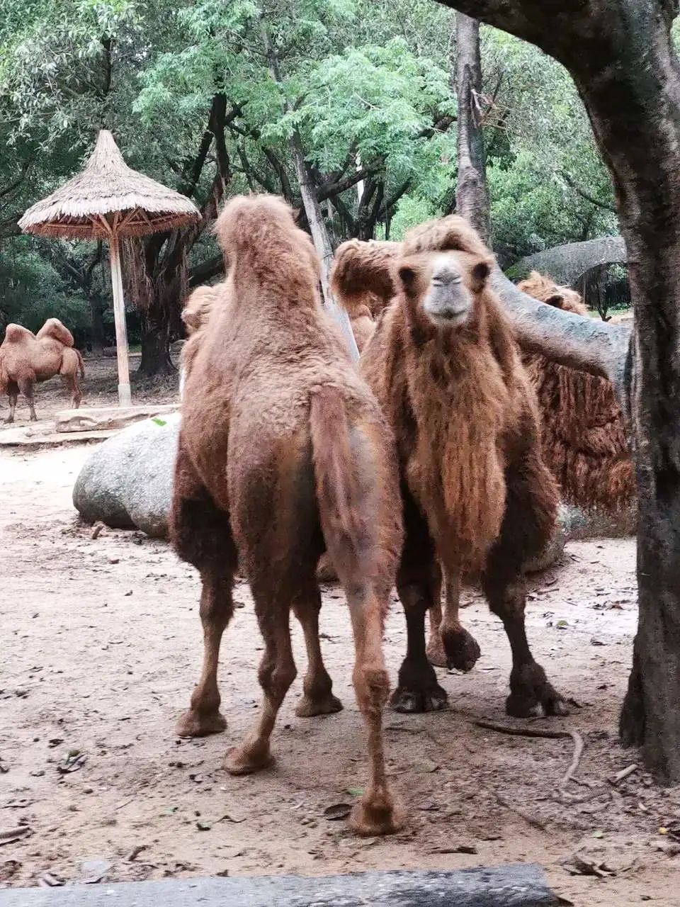 六刷广州长隆野生动物世界，強烈推荐-广州必游地（内含攻略）