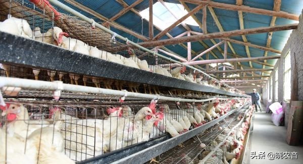 1000只蛋鸡每天有多少蛋多少利润,绿壳蛋鸡苗养殖500只利润