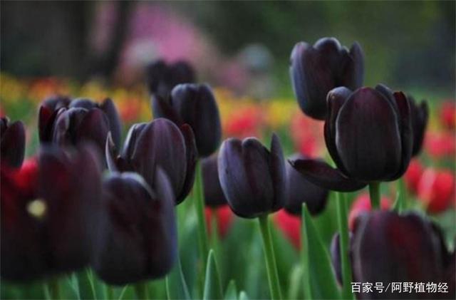 郁金香花的花语和传说,古代花语郁金香