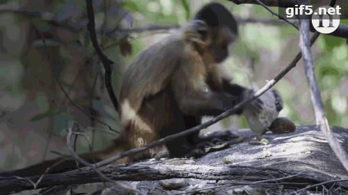 猩猩新石器时代,现在猩猩能进化成人类吗