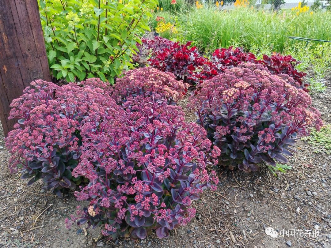 宿根花卉栽培,宿根花卉的栽培管理