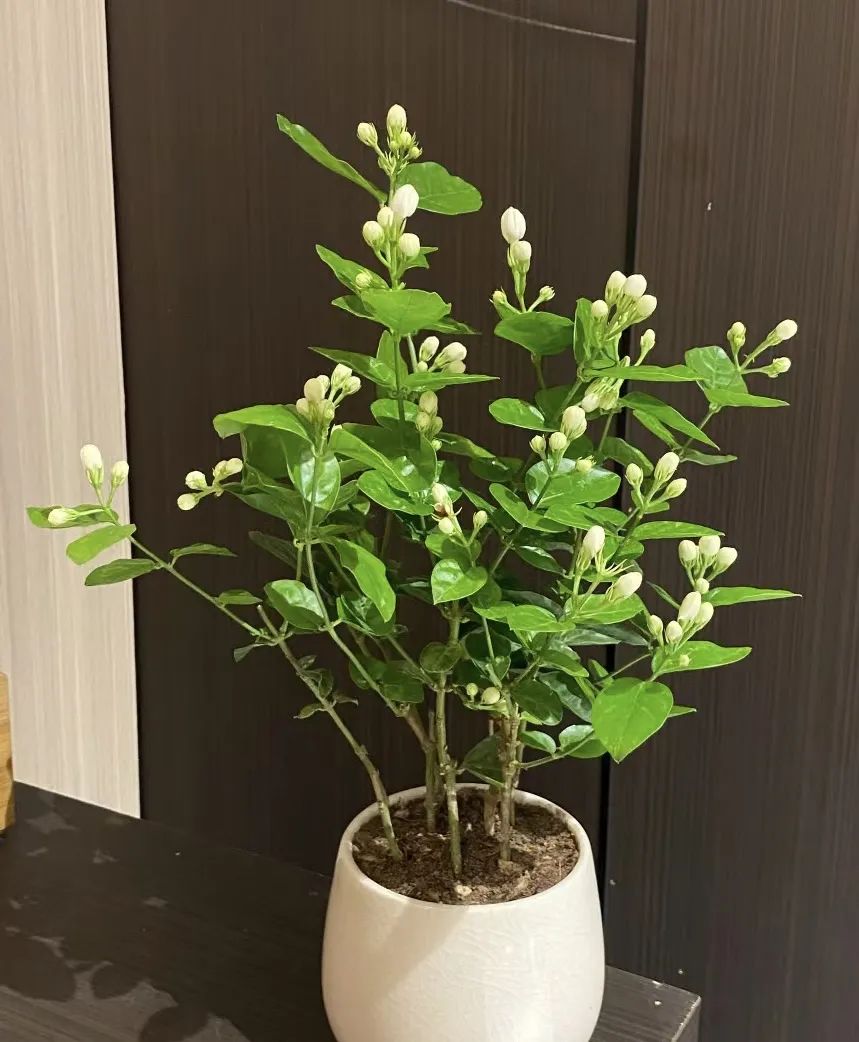 5种“爱喝醋”，6月一杯醋，黄叶不见了，开花一整年！