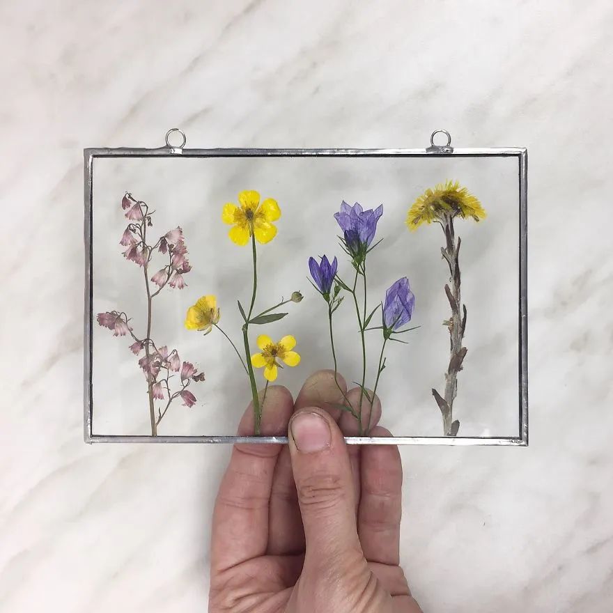 快来抄作业！她用3年时间，把植物标本做成了艺术品