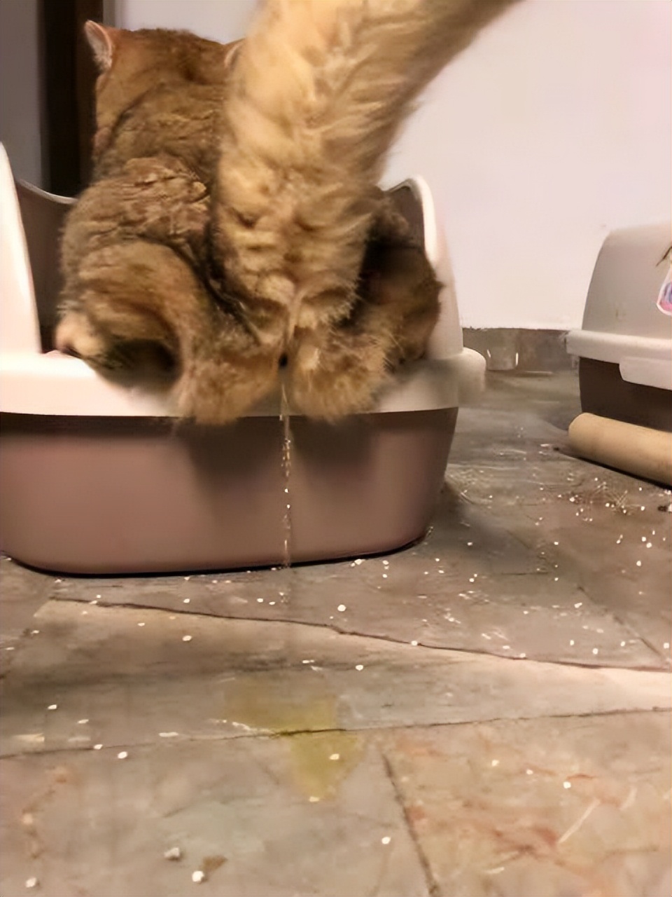 猫咪的10种秘密,养猫咪的5个常识