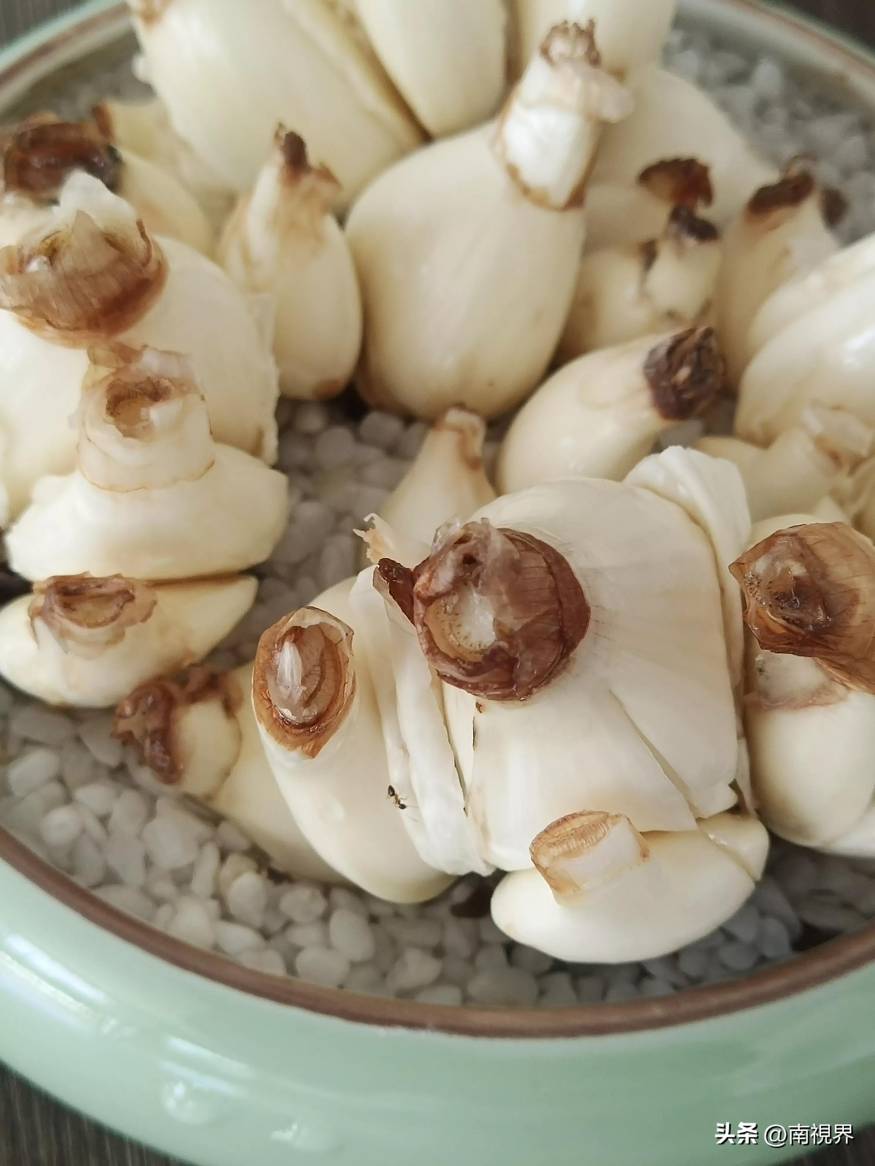 水仙随笔怎么写,水仙随笔绝美