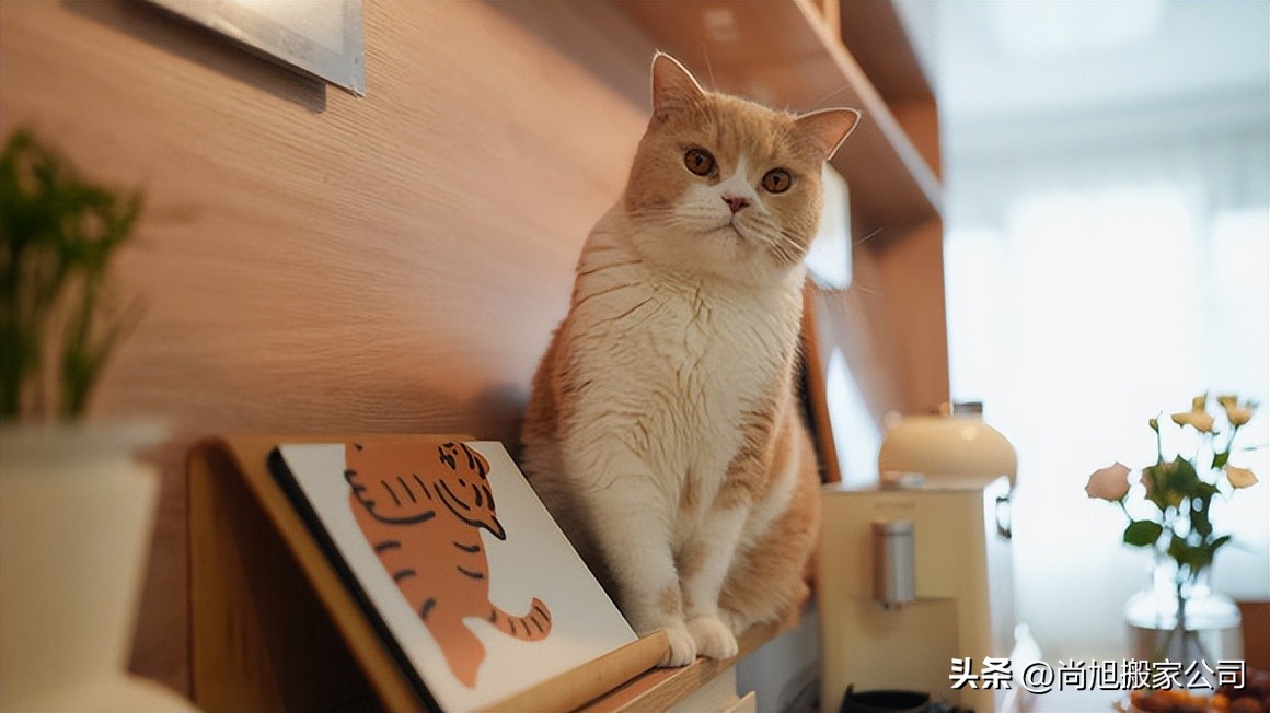 有宠物但自己想去旅行怎样办,带宠物搬家