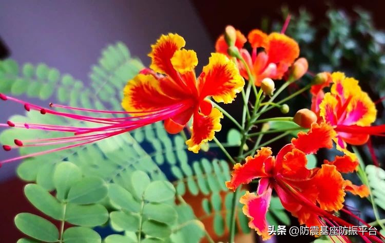 从发芽到开花的乐趣,从种子到果实成熟的感悟