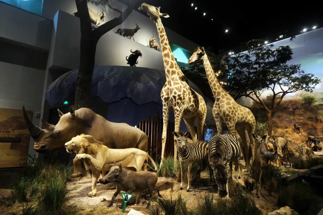 打卡山东博物馆和大明湖,山东博物馆打卡攻略