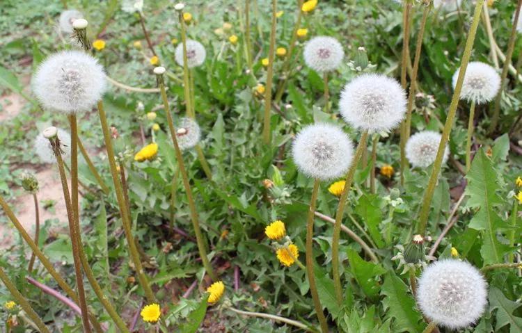 什么花夏天喝去火降湿,夏季小朋友喝什么清热去火