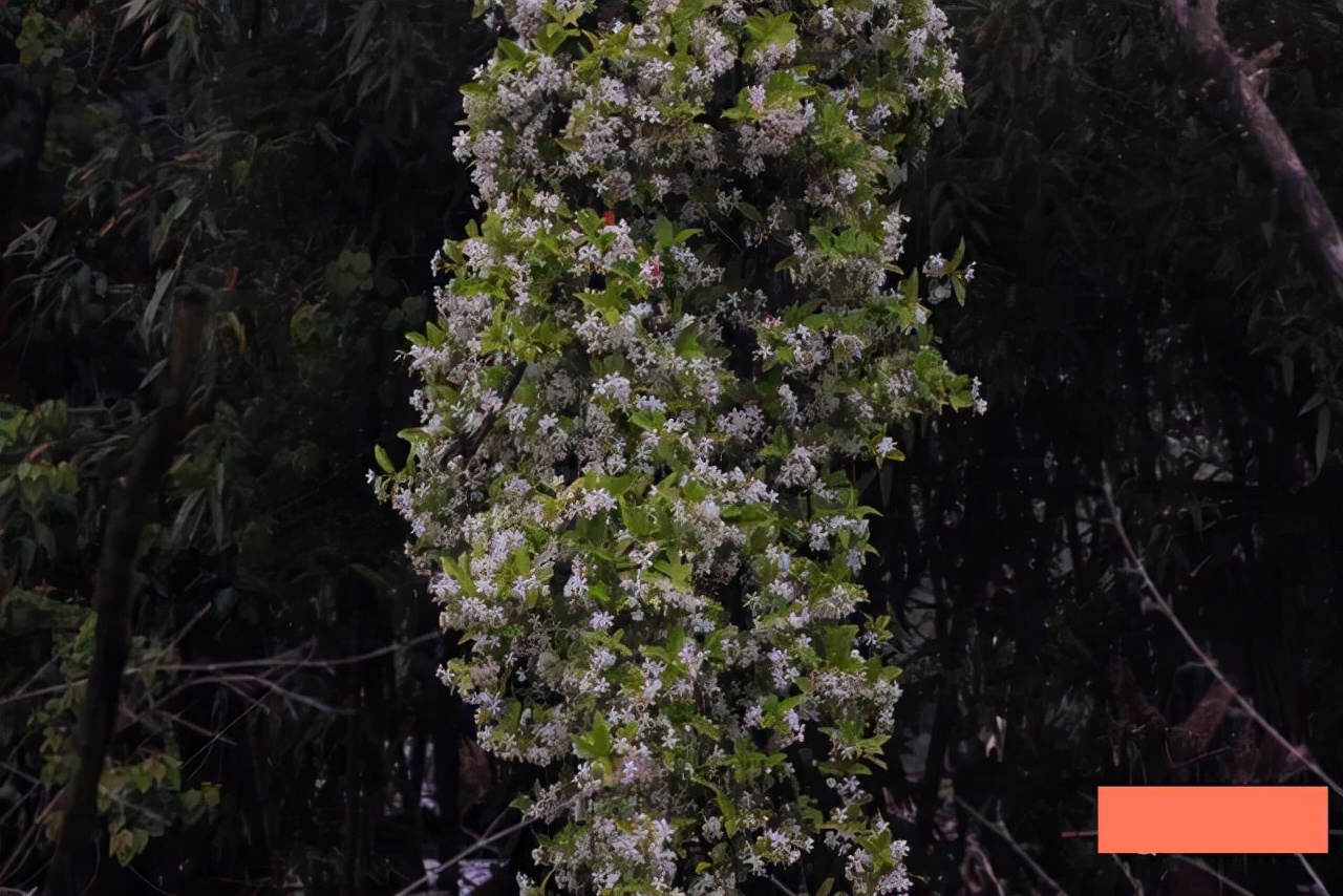 院子里葡萄架越来越少，不是不喜欢，而是这12种藤蔓植物能替代它