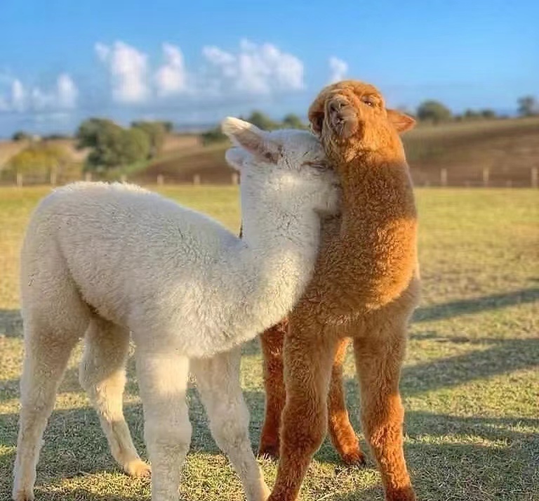 神兽羊驼介绍,关于羊驼的知识解说