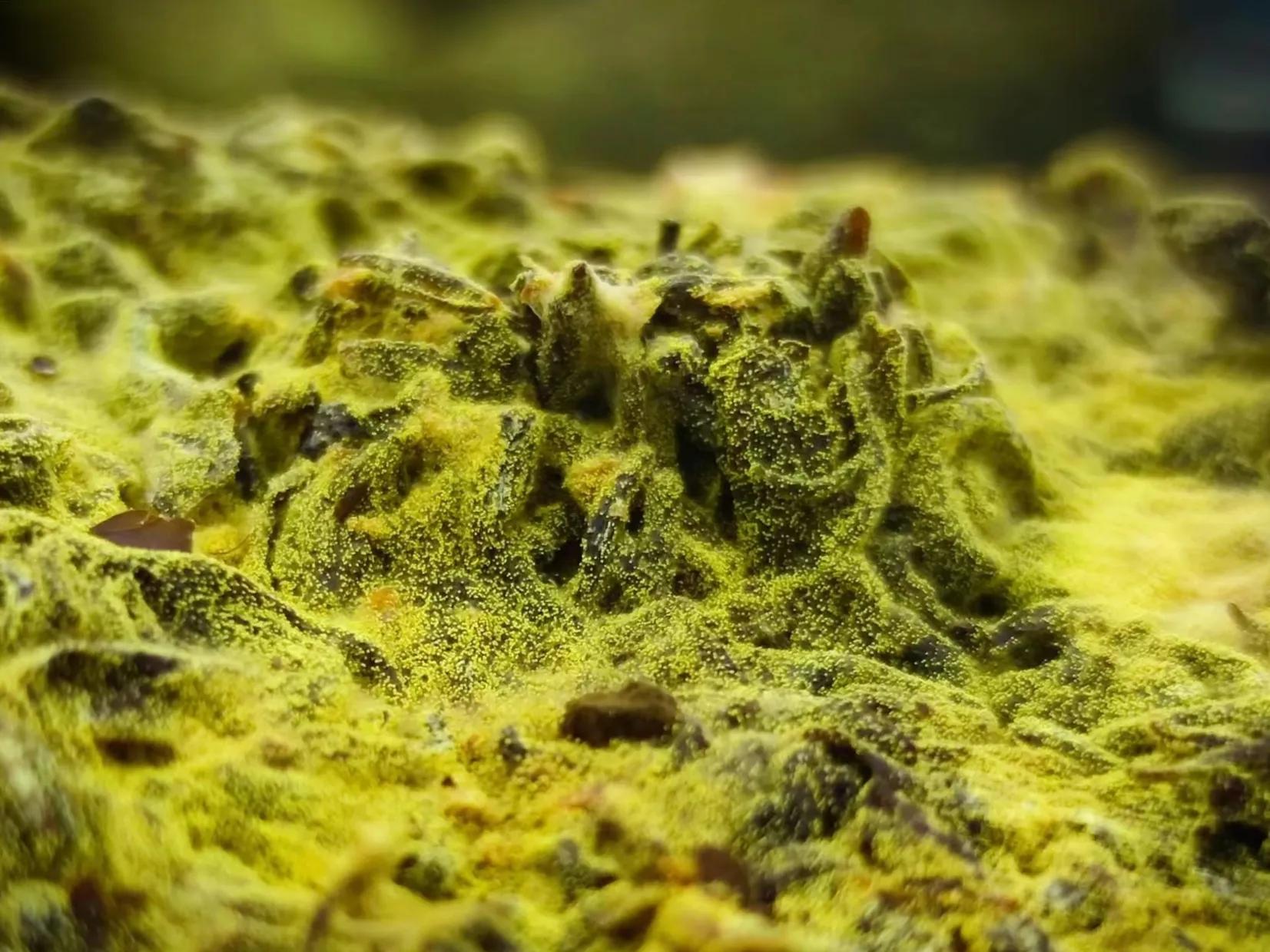 “汉茶尊”黑金茶安神入眠改变了人们夜晚喝茶影响睡眠的千古习俗