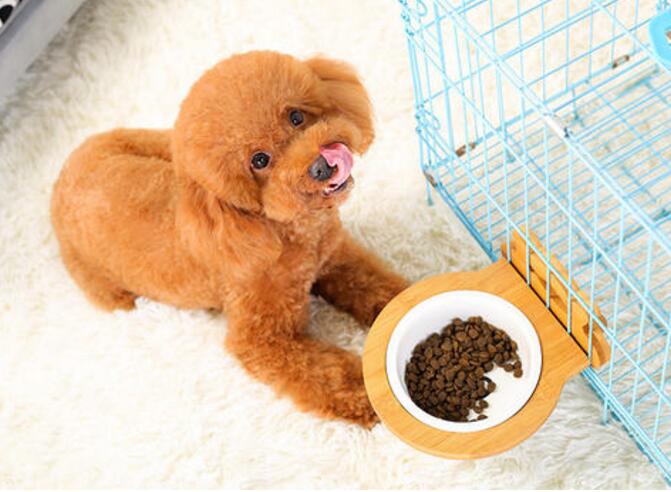 母狗的生理期怎么帮它度过,母狗生理期的养护