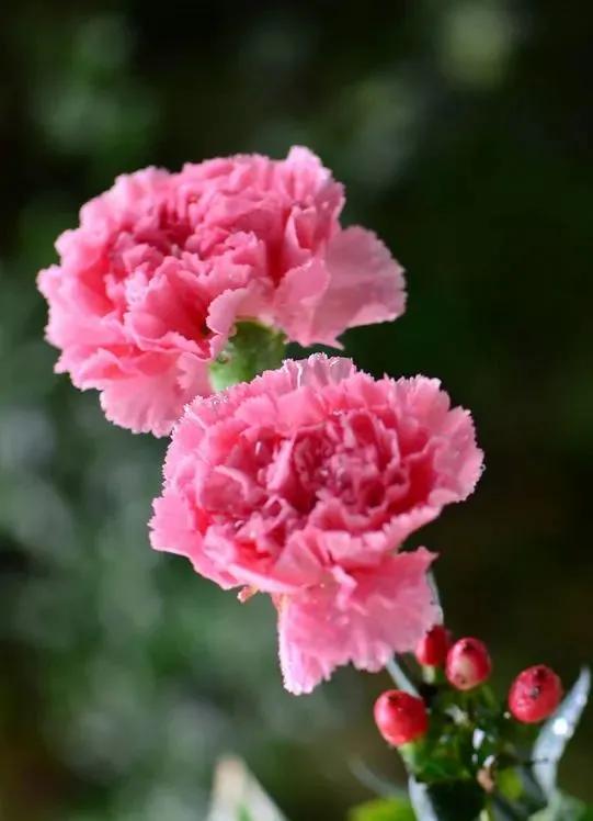 献给母亲节完整版,献给母亲节一首歌