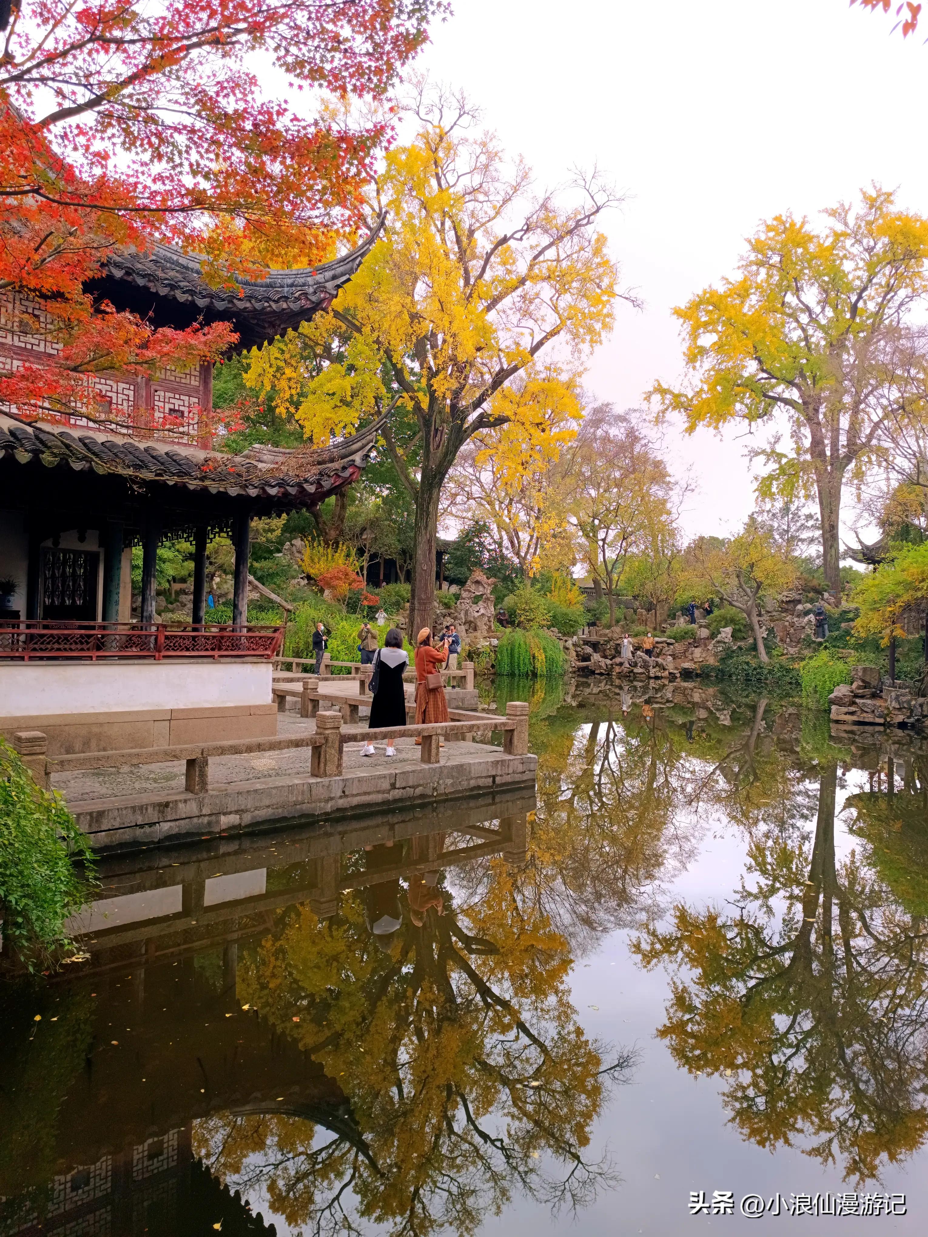 苏州园林拙政园银杏,苏州千年银杏和百年银杏