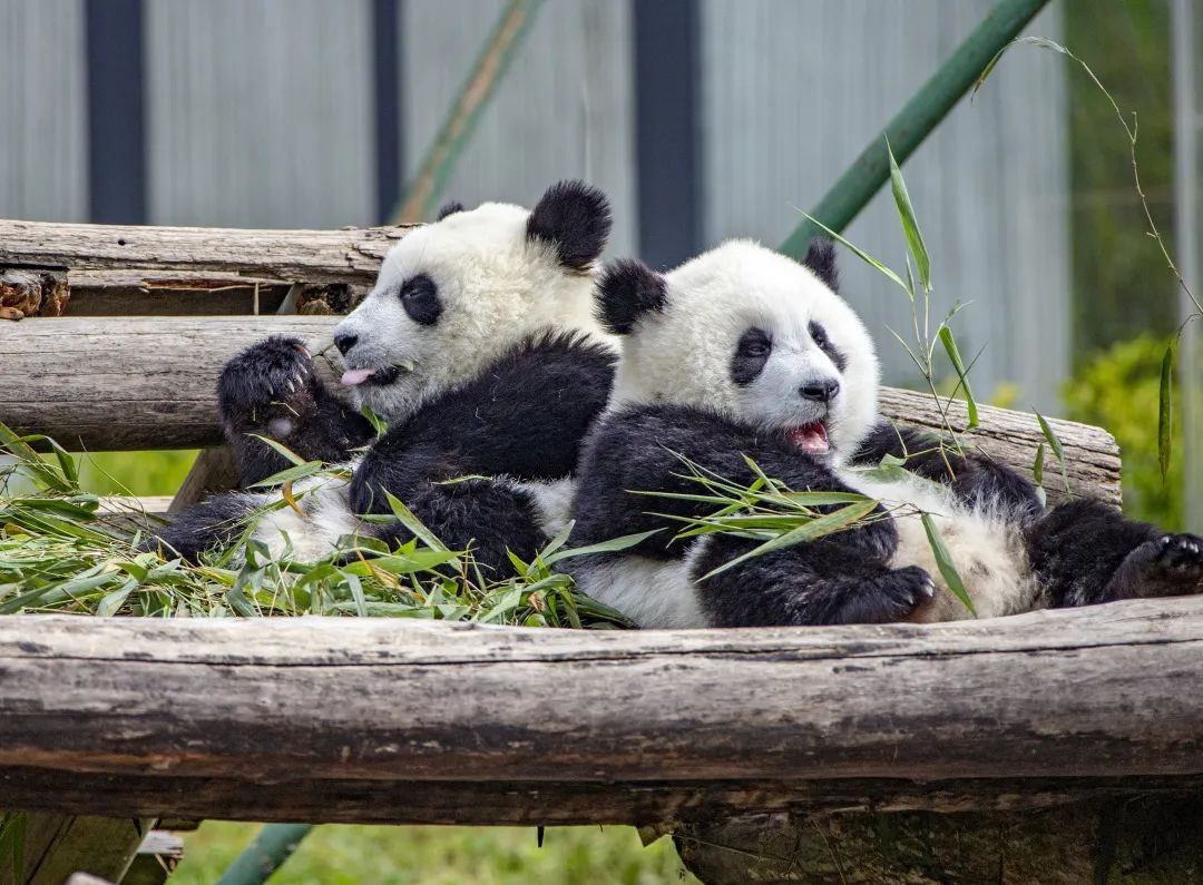 汶川旅游景点十大排行榜,四川旅游推荐汶川