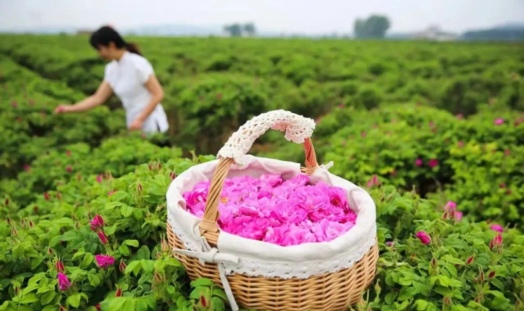 黄石四a景区开放了吗,黄石免费景区一览表