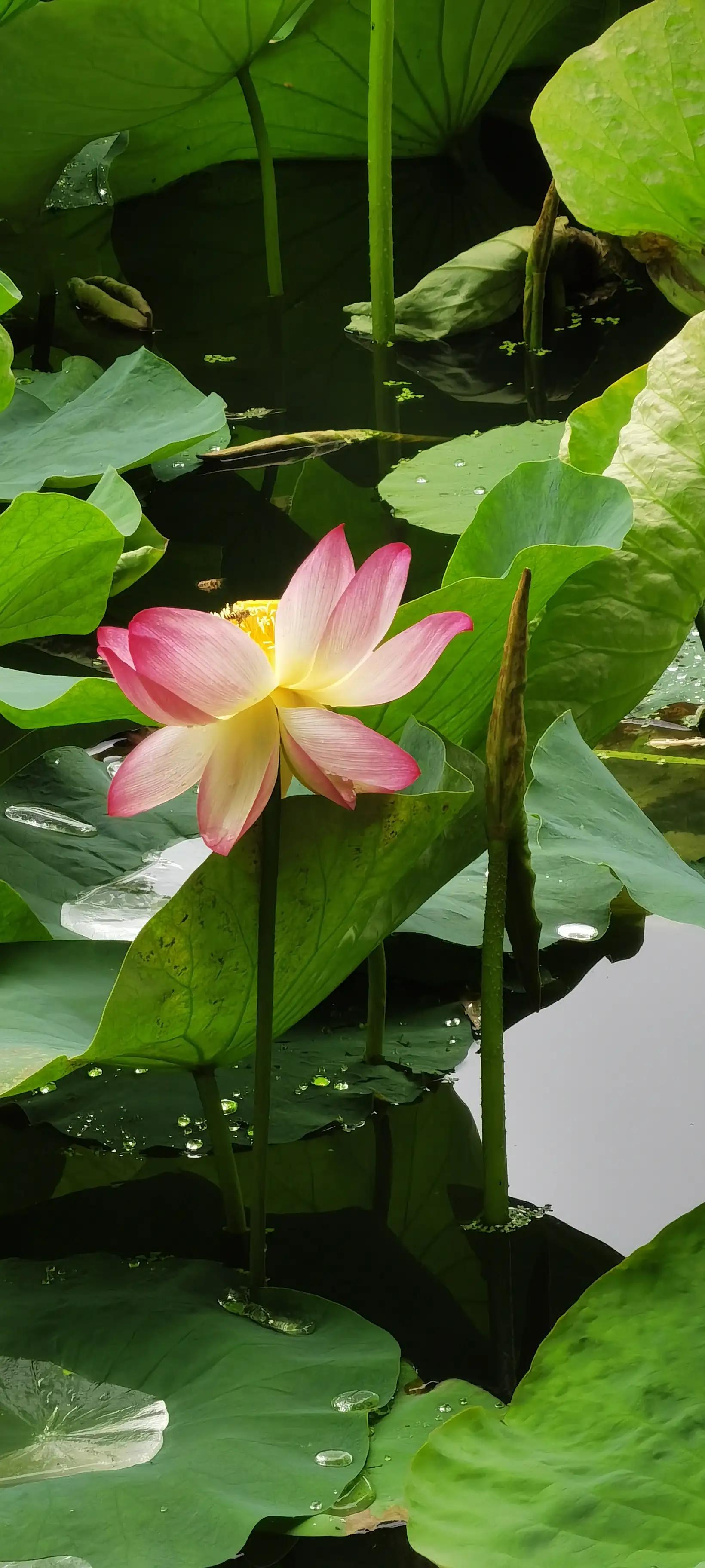 昆明翠湖，“荷”你有约