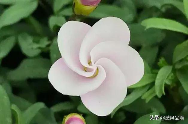 九十九朵美丽的国花送给你