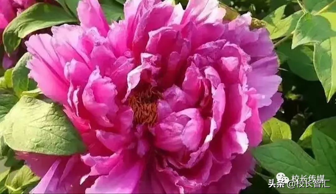 张俊容：中层干部的角色定位与责任担当