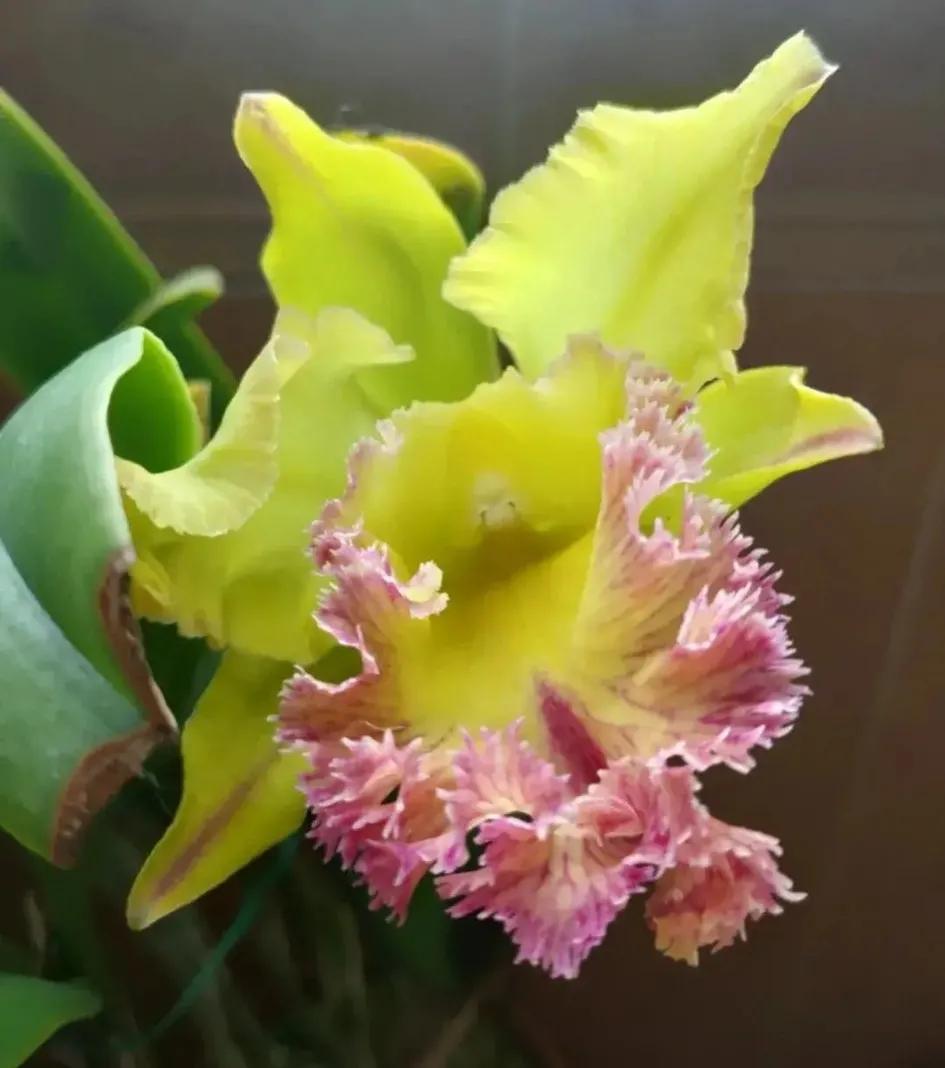 兰花的唯美图片,珍稀兰花各色大全