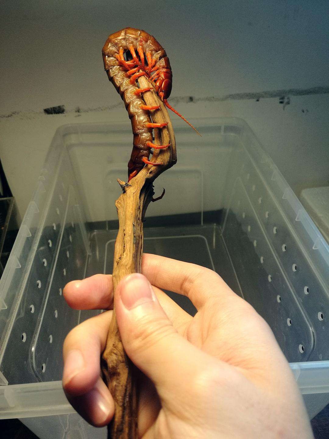 蜈蚣毒性与蜈蚣大小有关系吗,蜈蚣毒性与蜈蚣大小有关吗