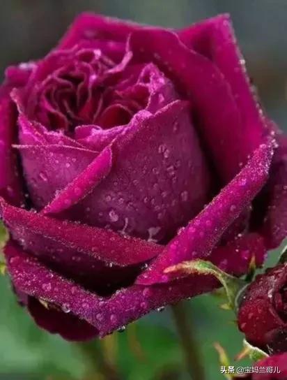 漂亮又特别的玫瑰花图片,特别漂亮的彩色玫瑰花图片