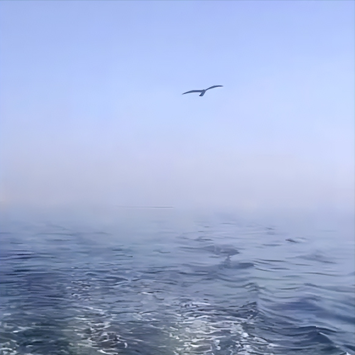 大连棒棰岛海鸥图片,大连棒棰岛有海鸥么