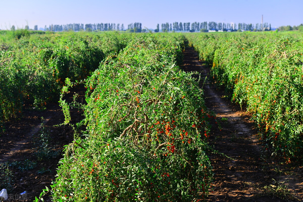 特色家庭农场-宁夏回族自治区海原县农腾种养殖专业合作社