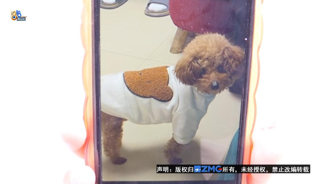 泰迪犬一旦出现这几个行为,泰迪犬能维持一个月吗