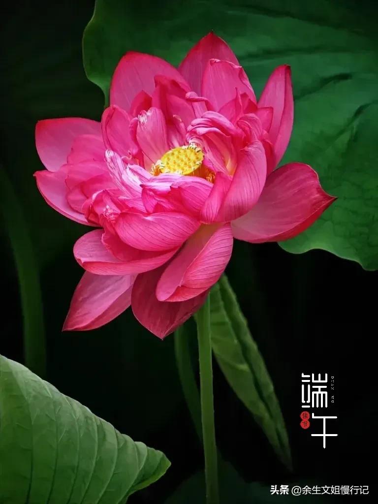 端午节的起源和演变手抄报,端午节的起源和哪个人物无关