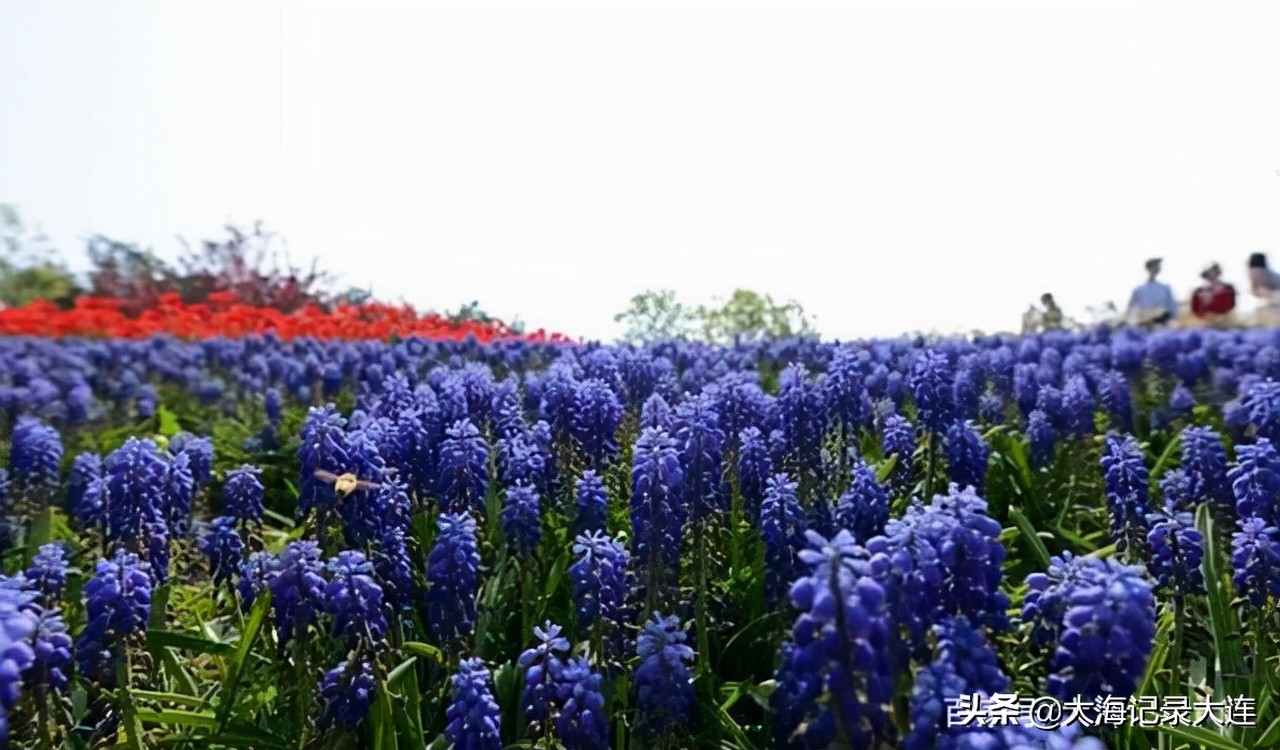 大连英歌石植物园几月最美,大连英歌石植物园景区全景图