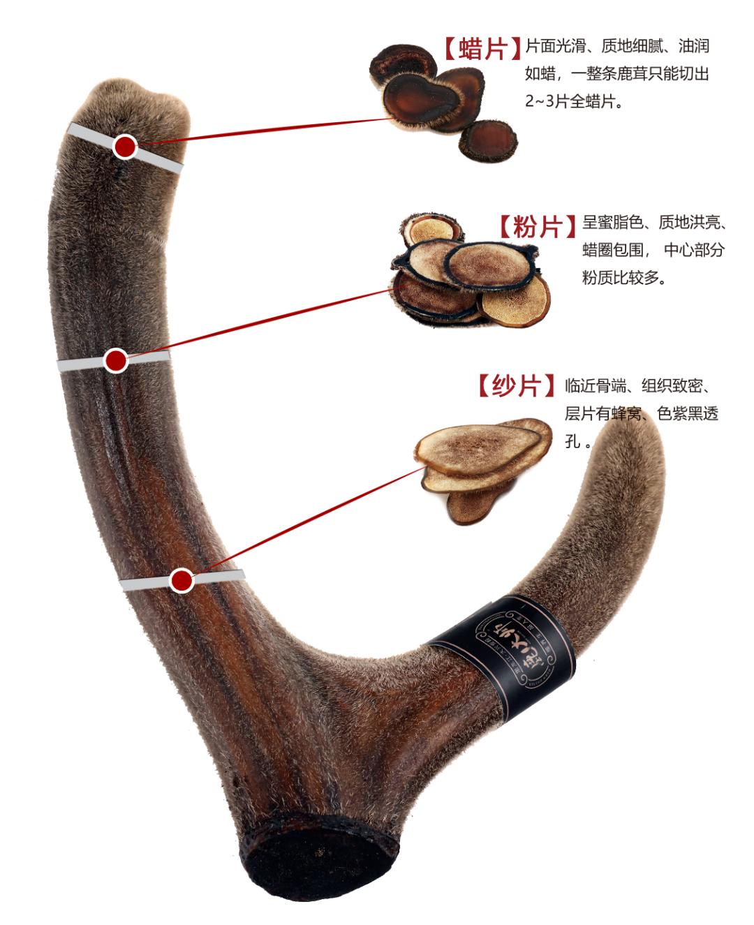 怎么样才能买到优质的鹿茸呢,鹿茸价格多少一斤怎样才能买到