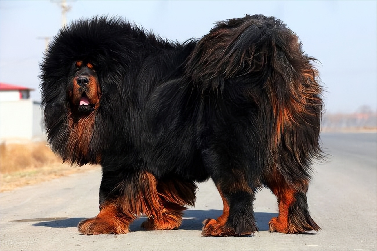 最凶猛的猛犬连藏獒都是弟弟,世界十大猛犬藏獒仅排第二