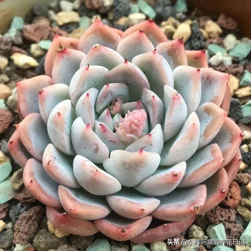 多肉品种：洞庭、草莓蛋糕、柳叶莲华、野马东云、天照万象