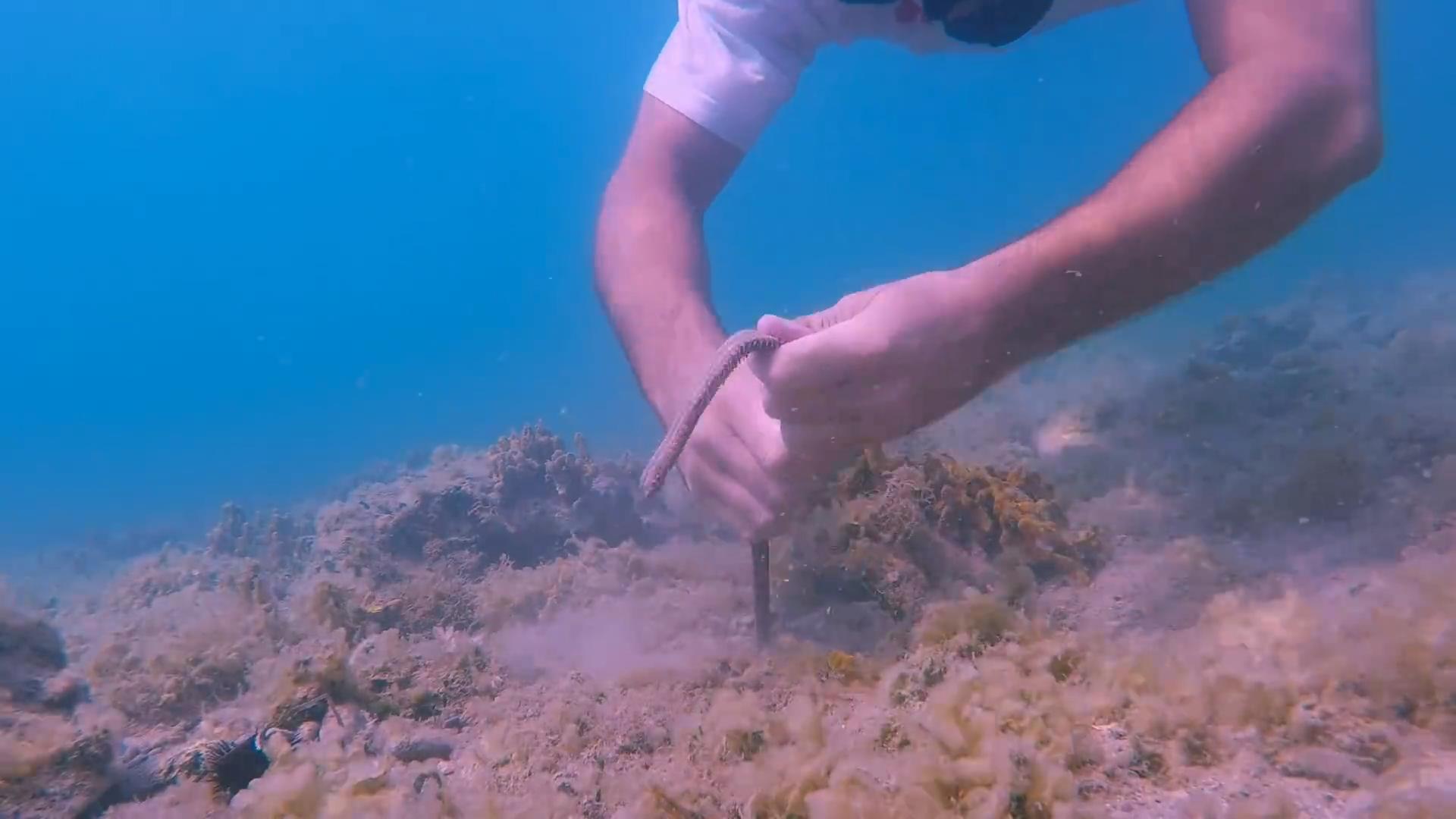 博比特虫遭遇人类袭击,巨型博比特虫