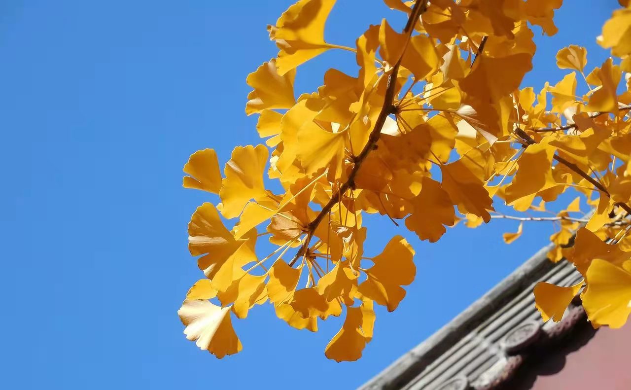 为什么现在的人不愿意结婚,女孩不愿意结婚的十大原因