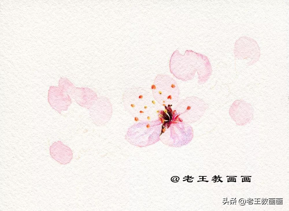 零基础学彩铅画多肉植物,三年级简单画桃花彩铅