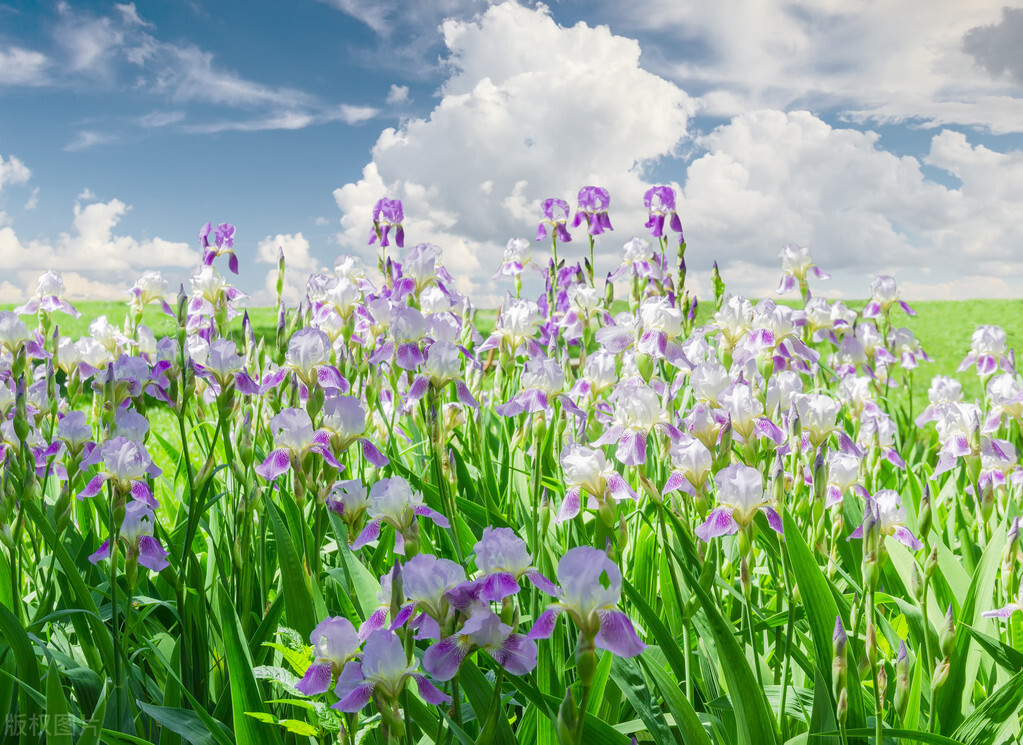 适合暗恋表白送的花,象征暗恋的花有哪些