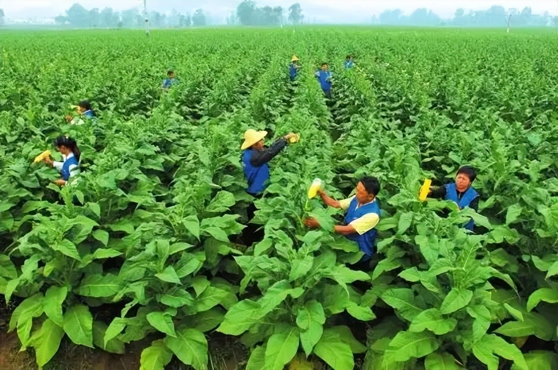 为什么细支烟反而危害性大,一支烟有多少危害