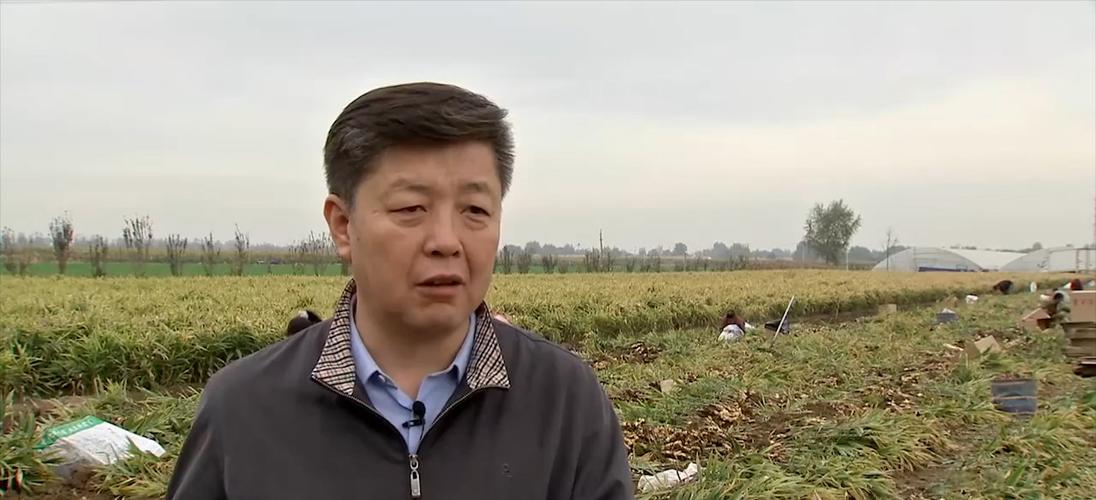 重庆小伙带领全村种生姜创业视频,农民返乡创业种生姜收益可观