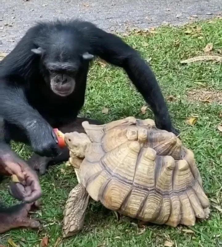 涓栫晫鍗佸ぇ瓒呮ā韬潗鍥剧墖鍥炬枃,涓栫晫鍗佸ぇ瓒呮ā鎯婅壋鍐欑湡