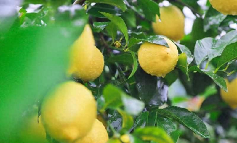 四川安岳古镇,四川鲜为人知神秘惊艳的佛门秘境