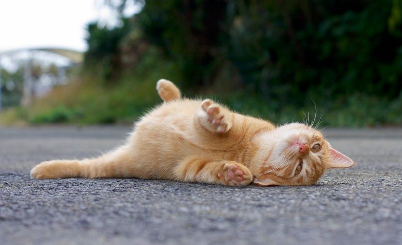 猫超可爱治愈的图片,罕见的流浪猫图片卡通可爱