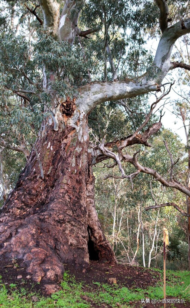 澳大利亚mclaren红酒多少钱,澳大利亚麦克拉伦谷产区