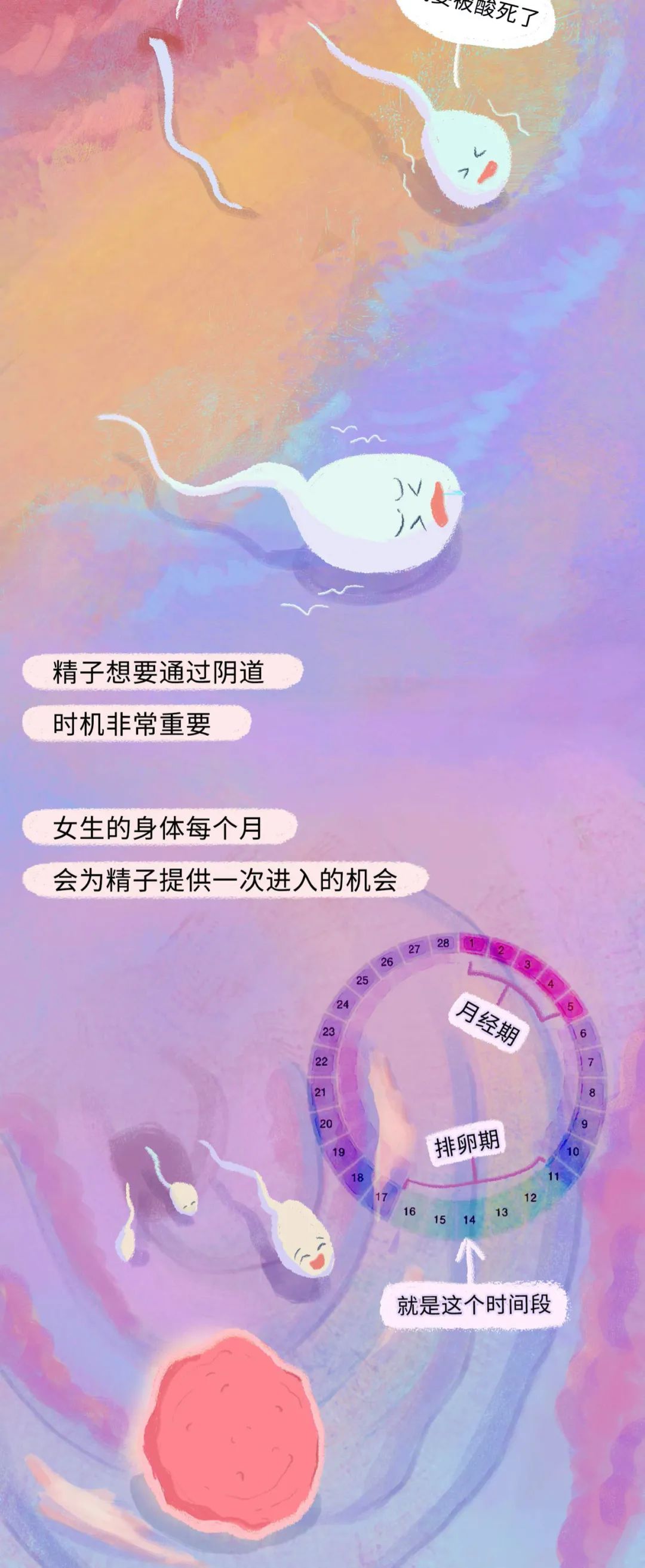 漫画：精子进入女生体内的全过程曝光！别害羞，早知早受益