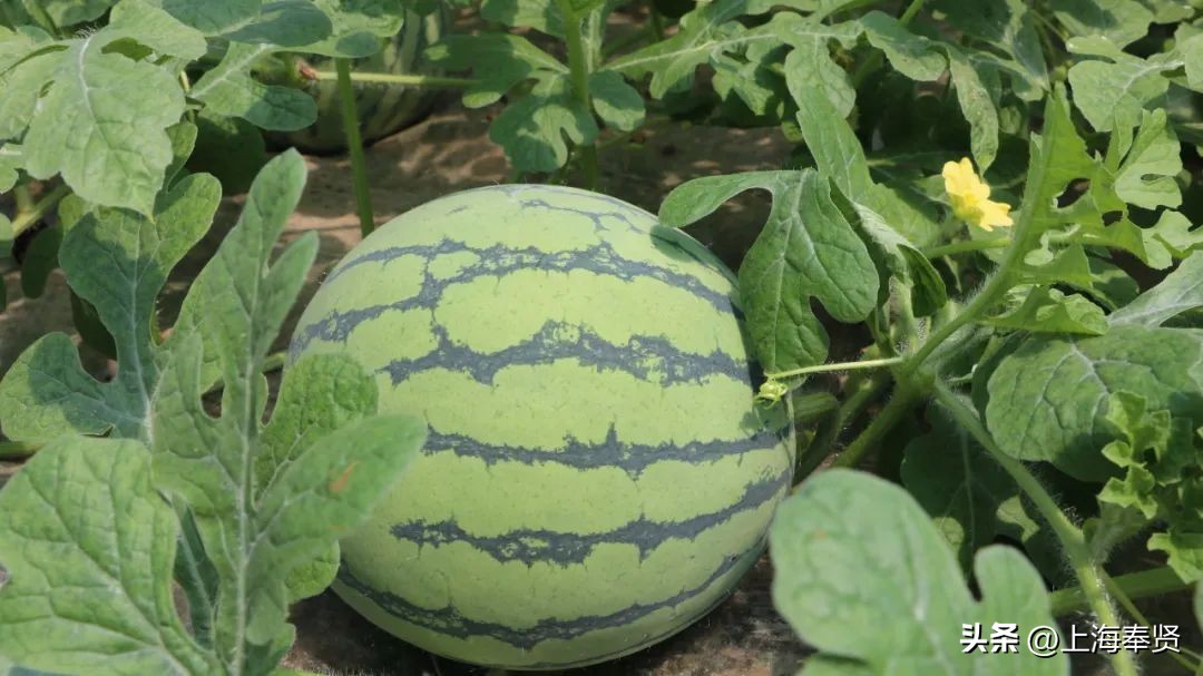 休憩一夏，趣味海湾