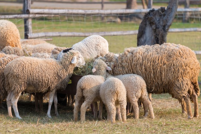 农村养殖羊创业项目计划书,农村投资养殖项目推荐
