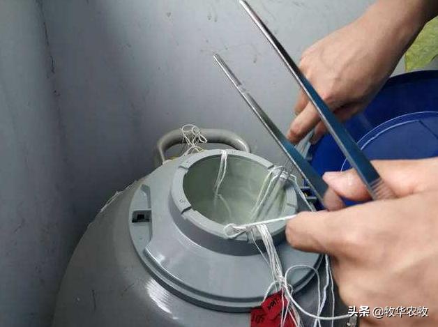 母牛人工授精技巧方法,母牛人工授精的方法